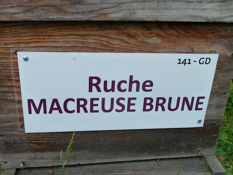La ruche Macreuse brune