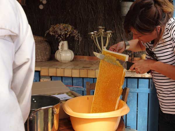 La ruche Macreuse brune