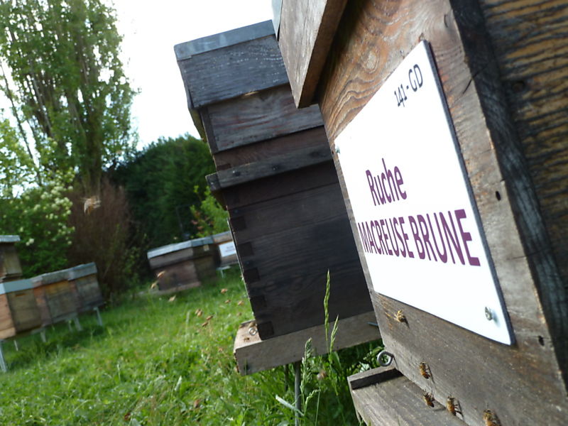 La ruche Macreuse brune