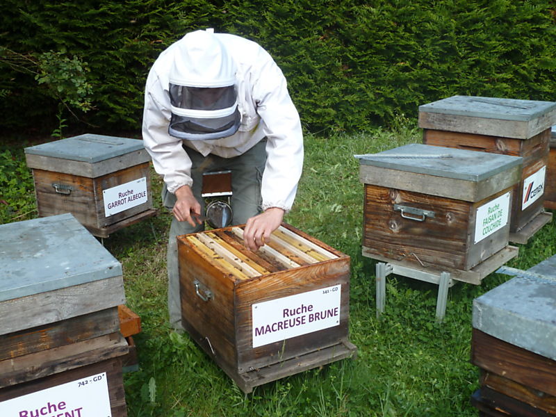 La ruche Macreuse brune