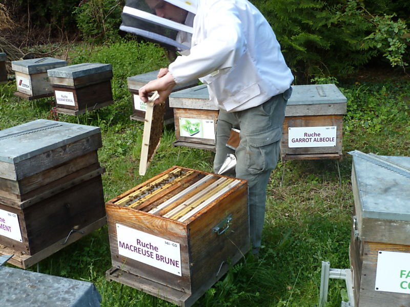 La ruche Macreuse brune