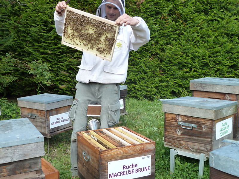 La ruche Macreuse brune