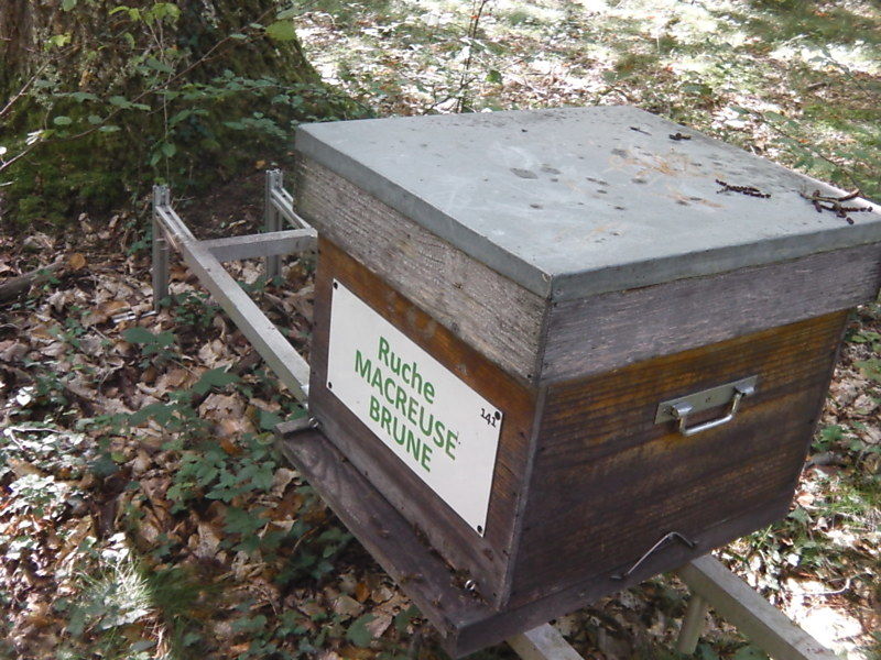 La ruche Macreuse brune