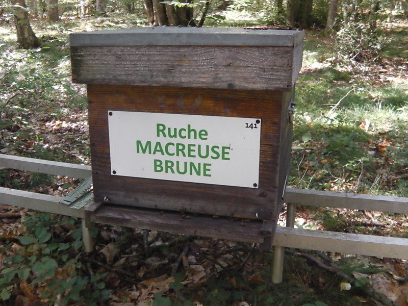 La ruche Macreuse brune
