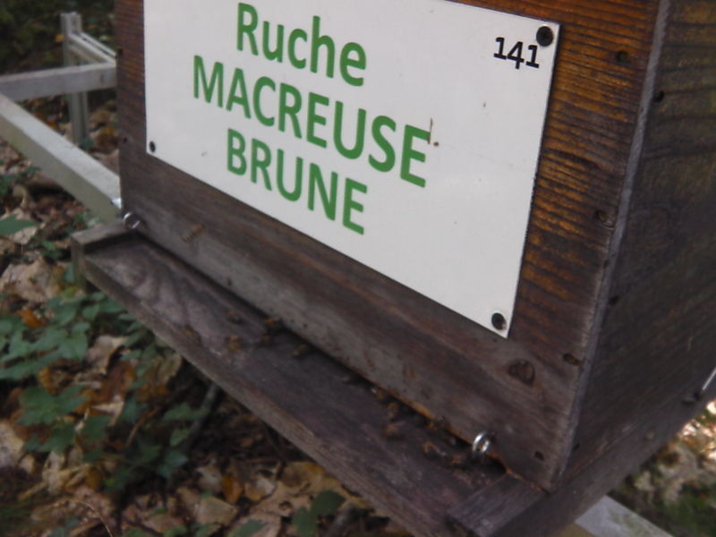 La ruche Macreuse brune
