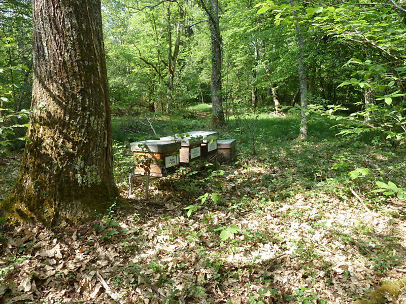 La ruche Macreuse brune