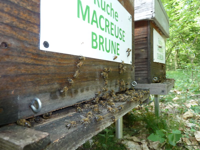 La ruche Macreuse brune