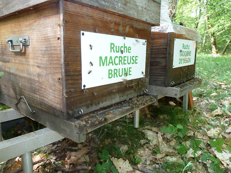 La ruche Macreuse brune