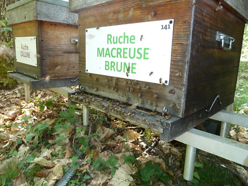 La ruche Macreuse brune