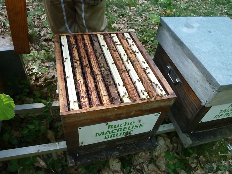 La ruche Macreuse brune