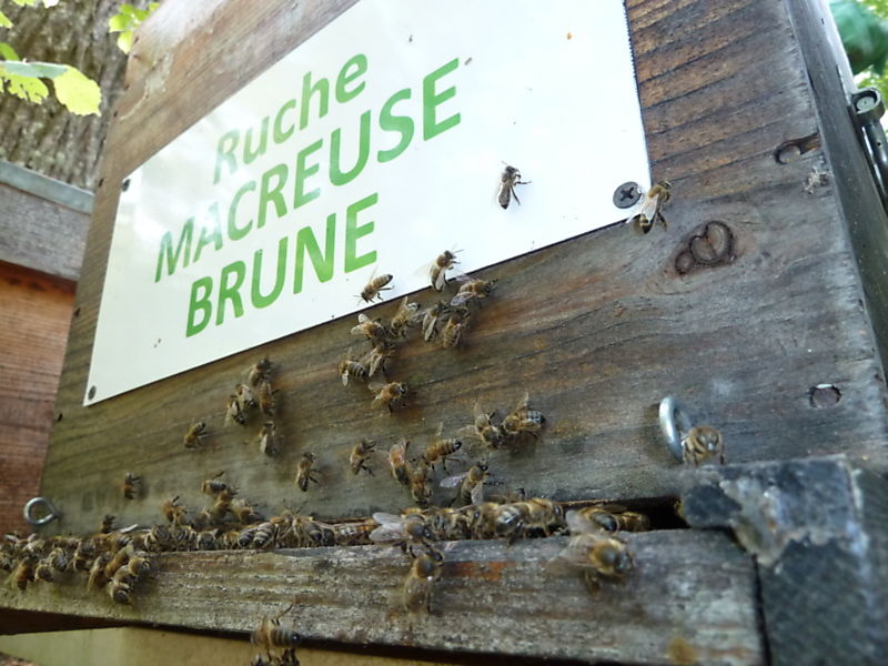 La ruche Macreuse brune