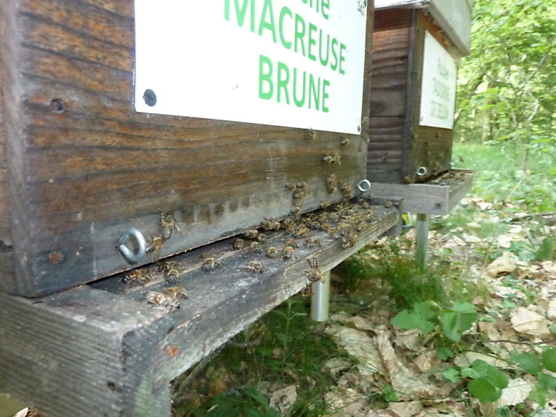 La ruche Macreuse brune