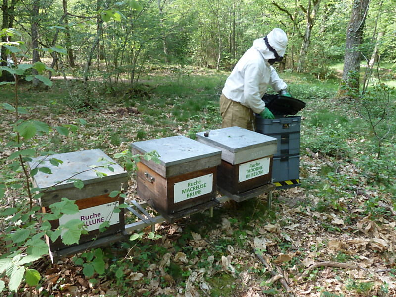 La ruche Macreuse brune