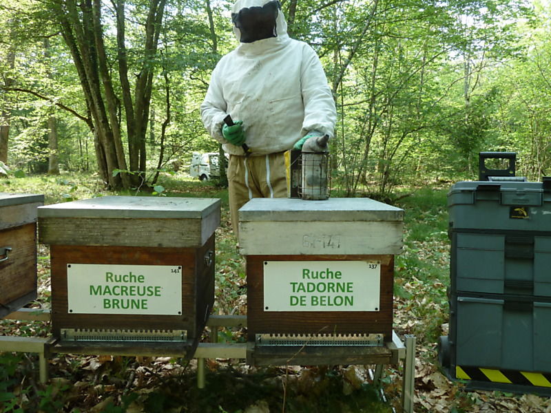 La ruche Macreuse brune