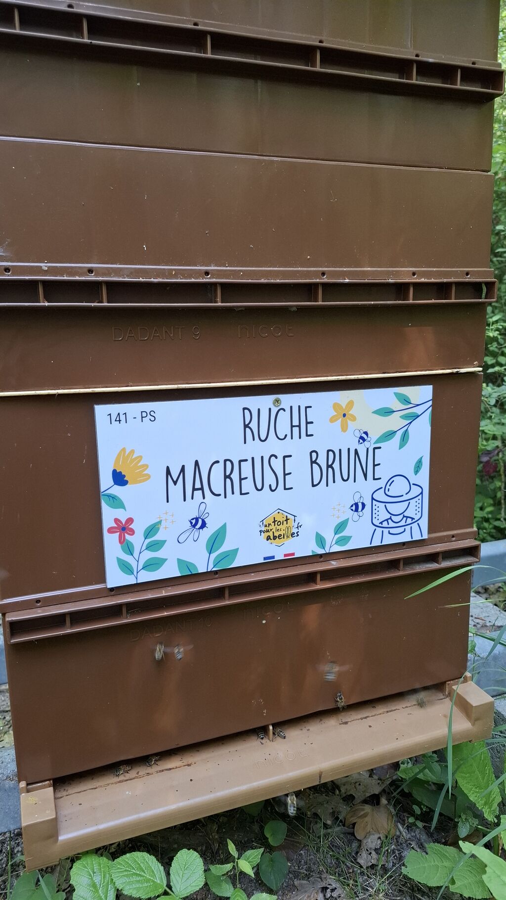 La ruche Macreuse brune