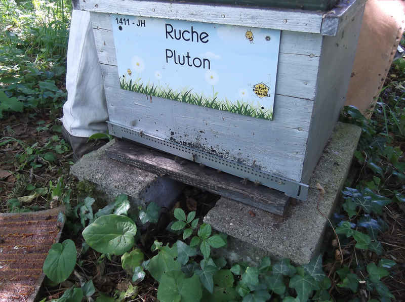 La ruche Pluton