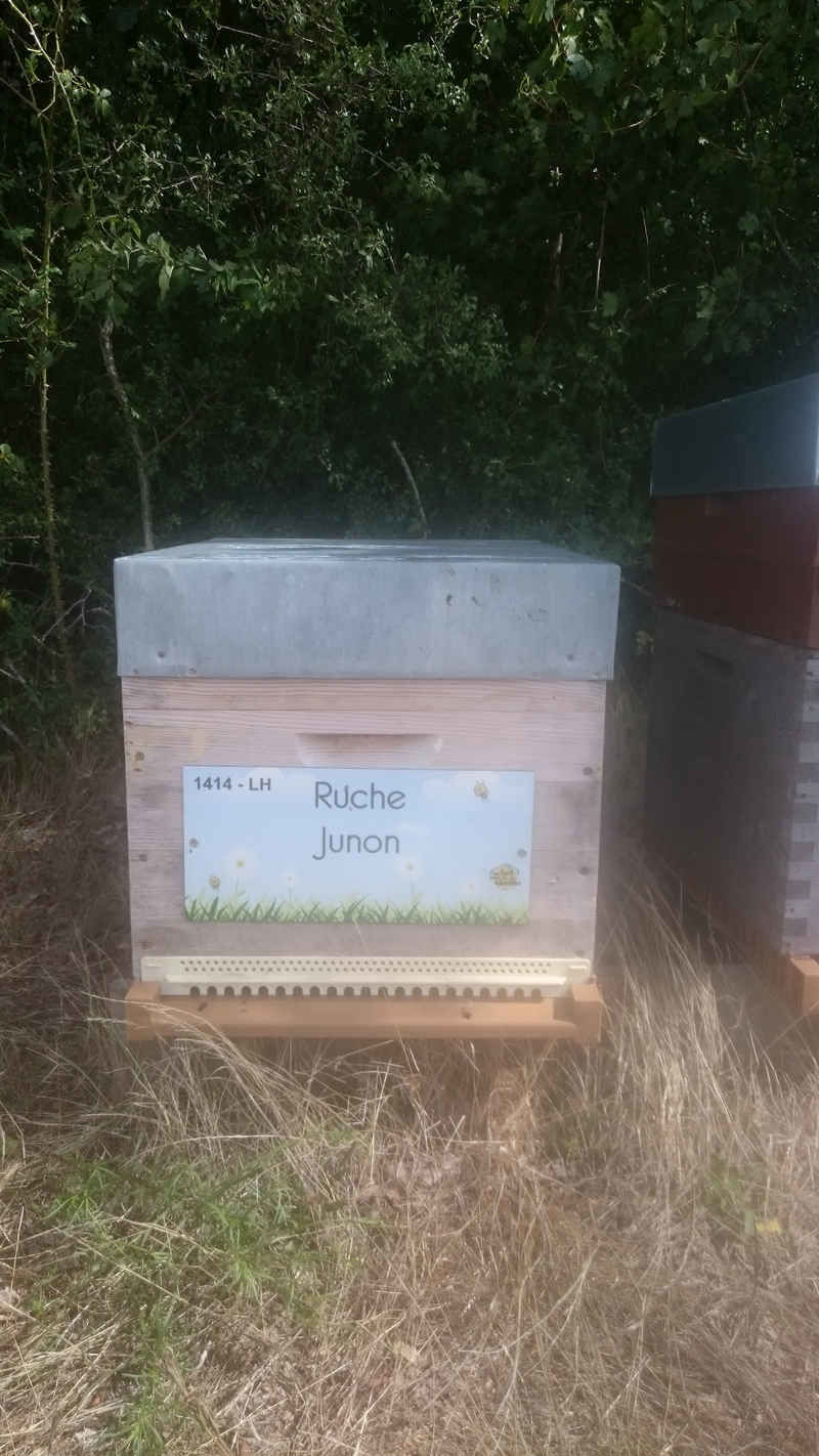 La ruche Junon