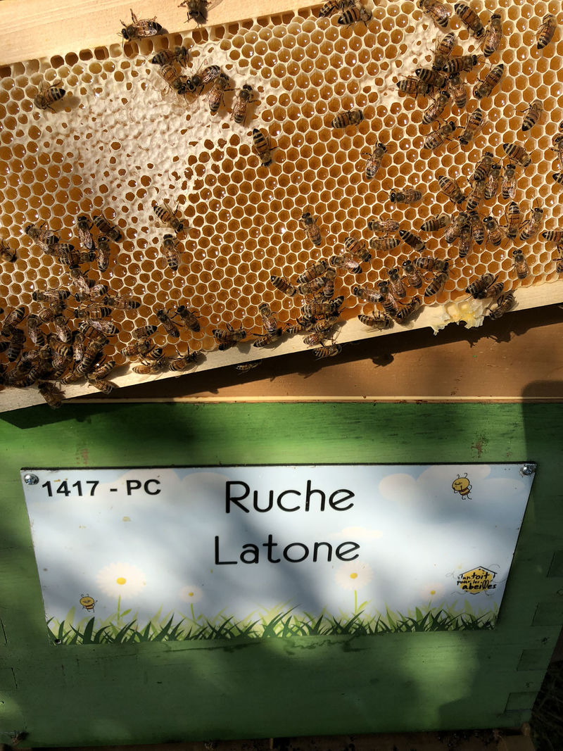La ruche Latone