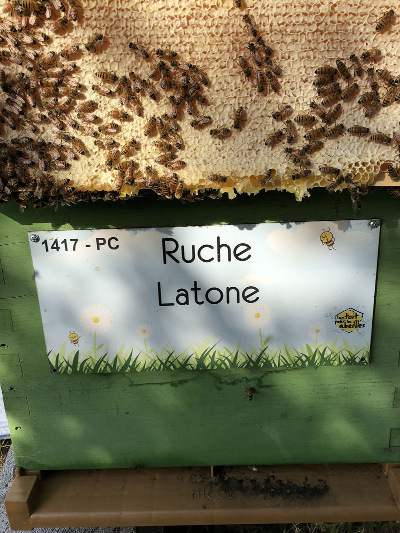La ruche Latone