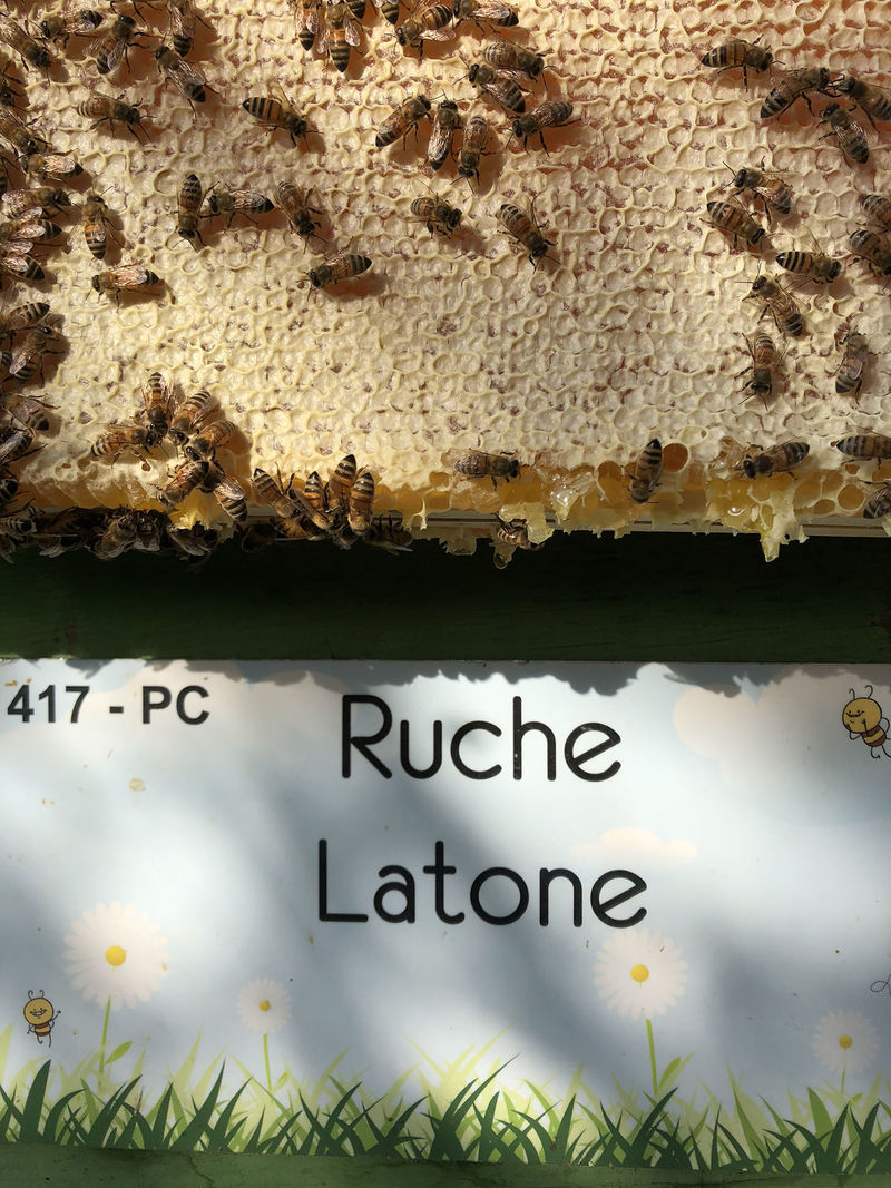 La ruche Latone