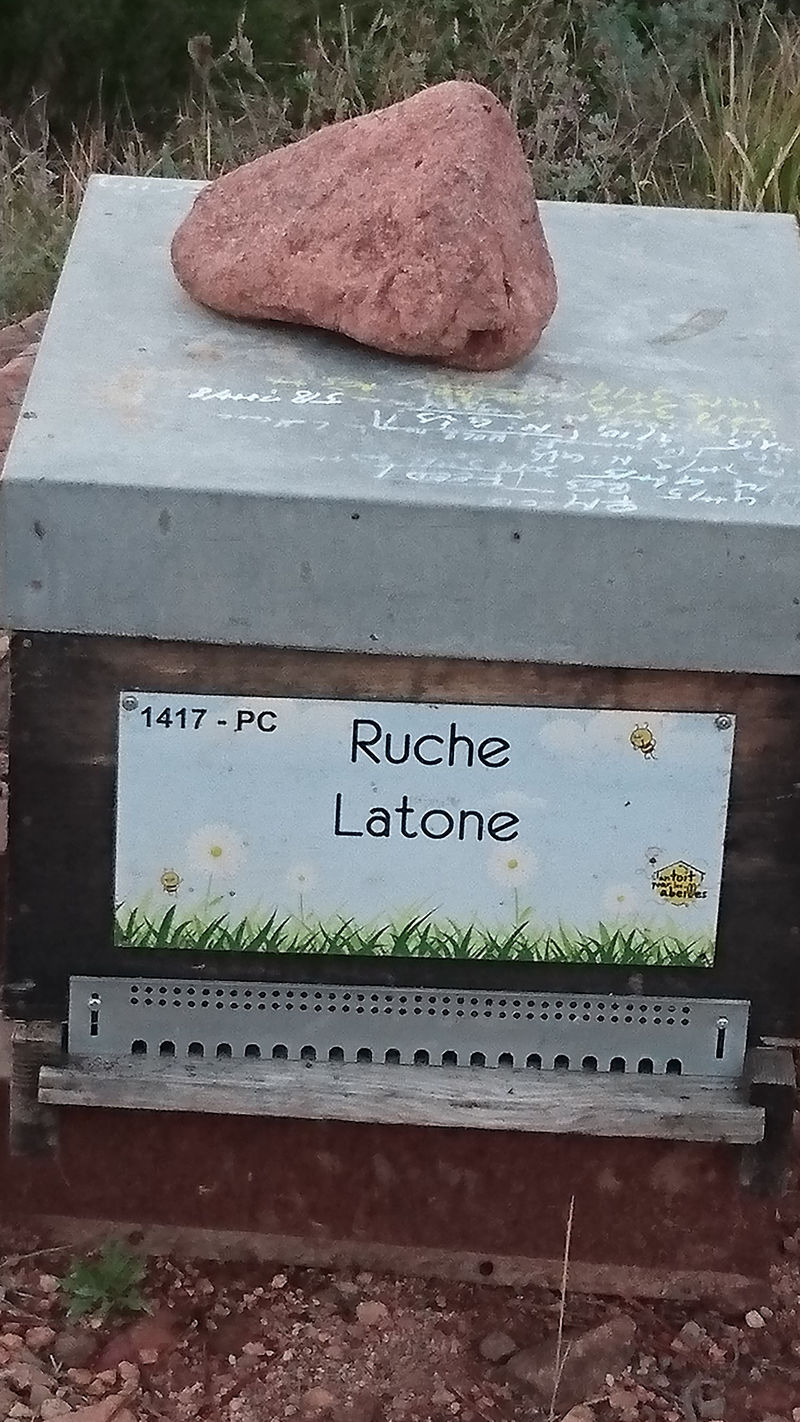 La ruche Latone