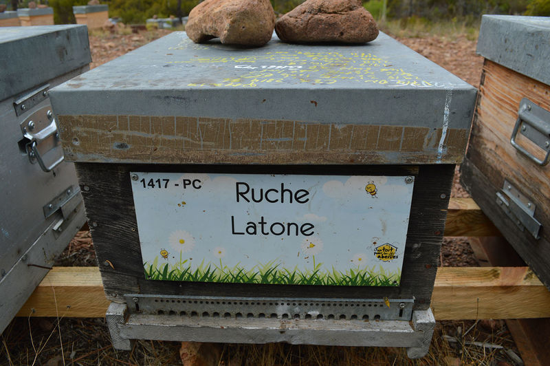 La ruche Latone