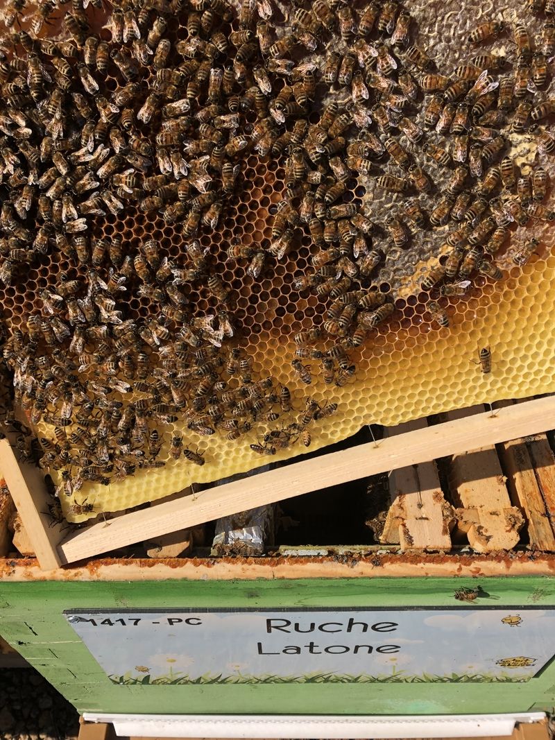 La ruche Latone