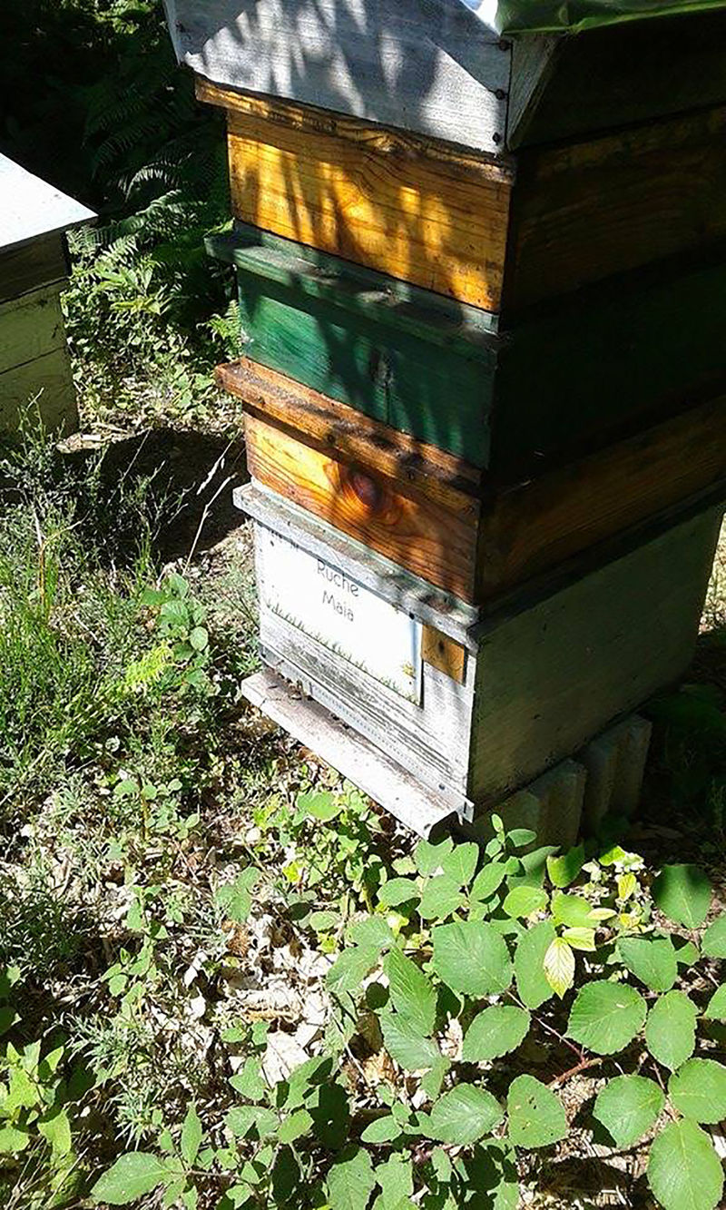 La ruche Maia