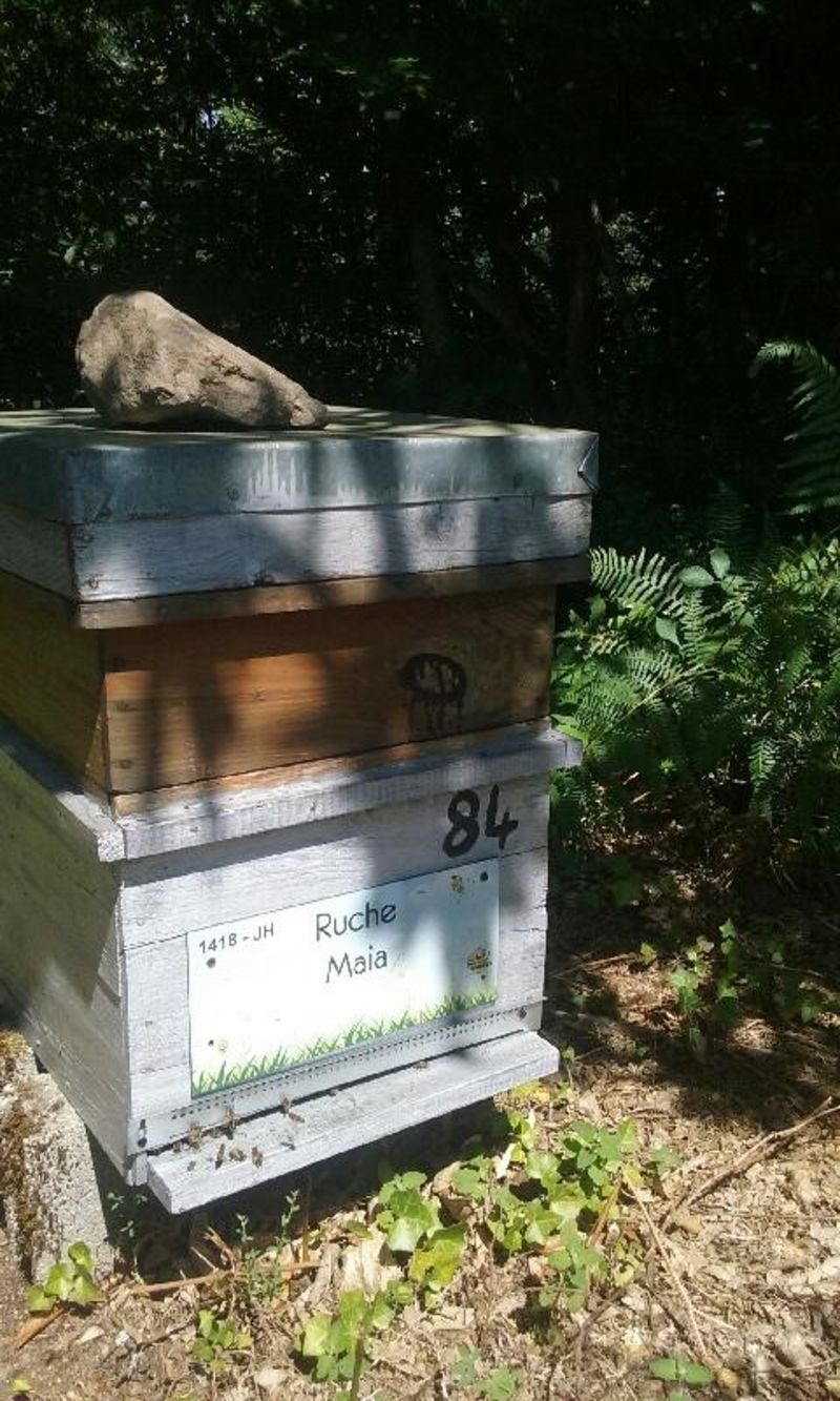 La ruche Maia