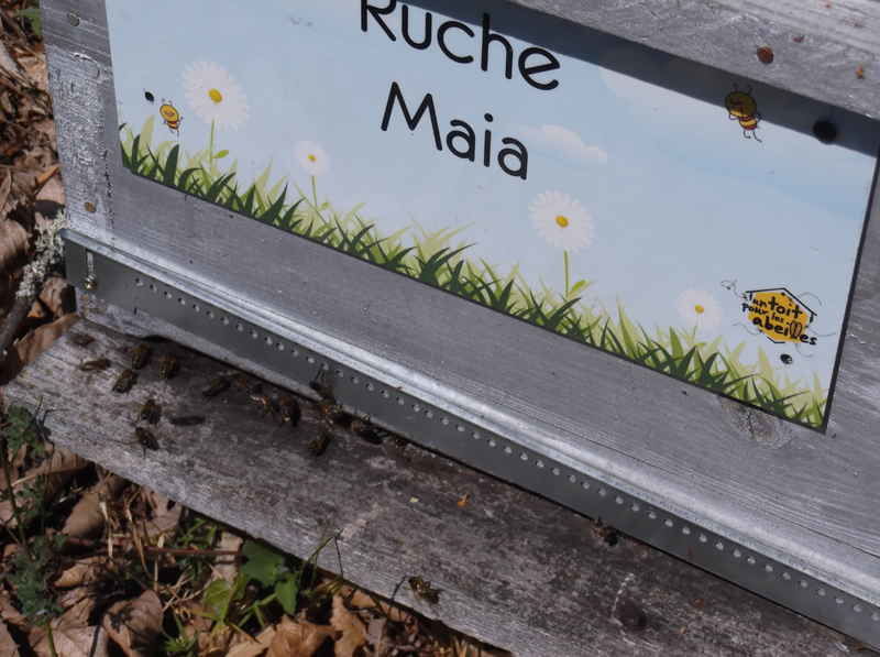 La ruche Maia
