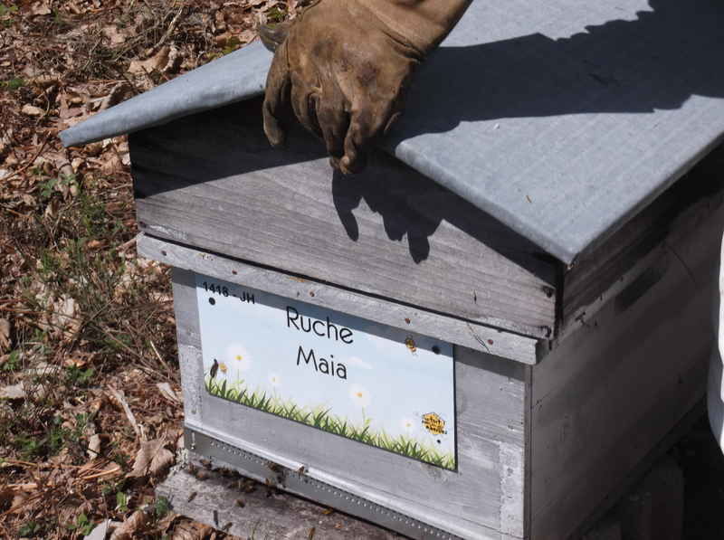 La ruche Maia