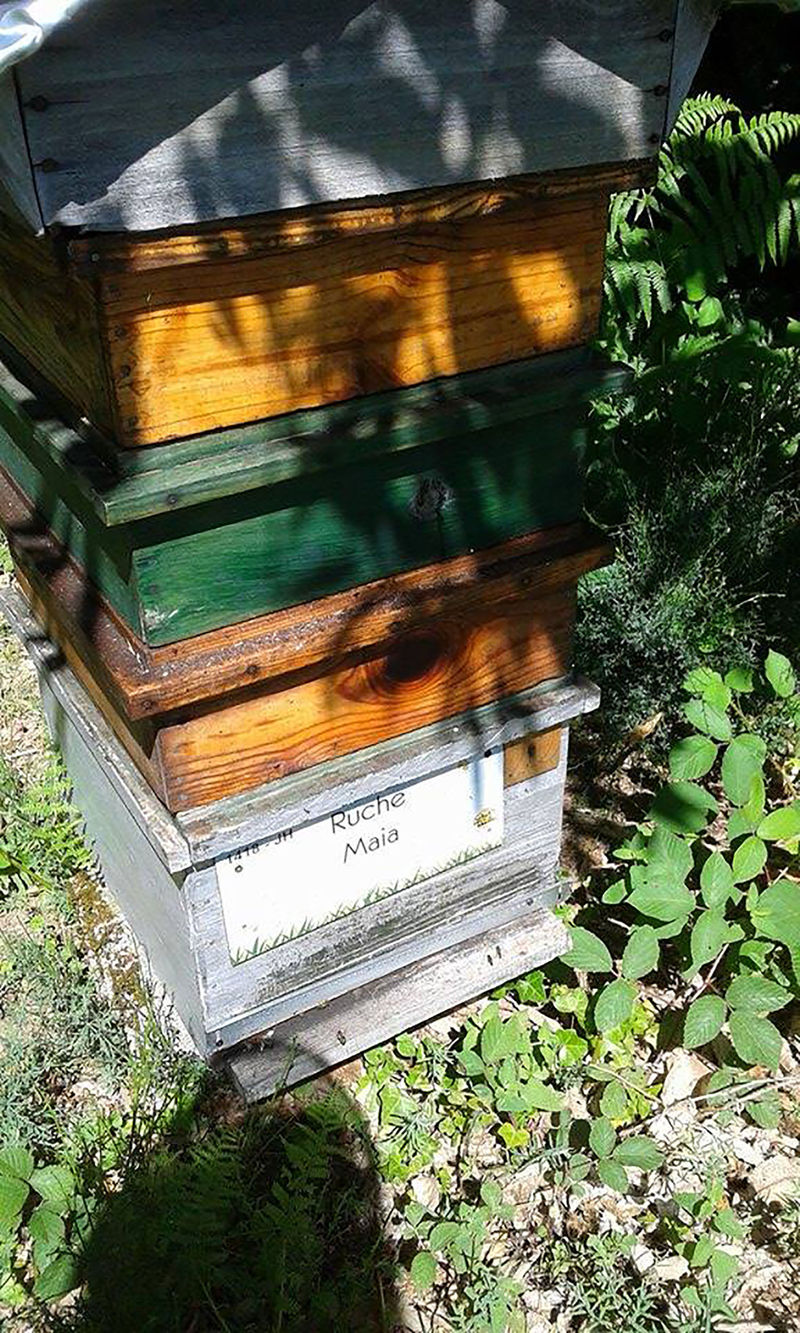 La ruche Maia