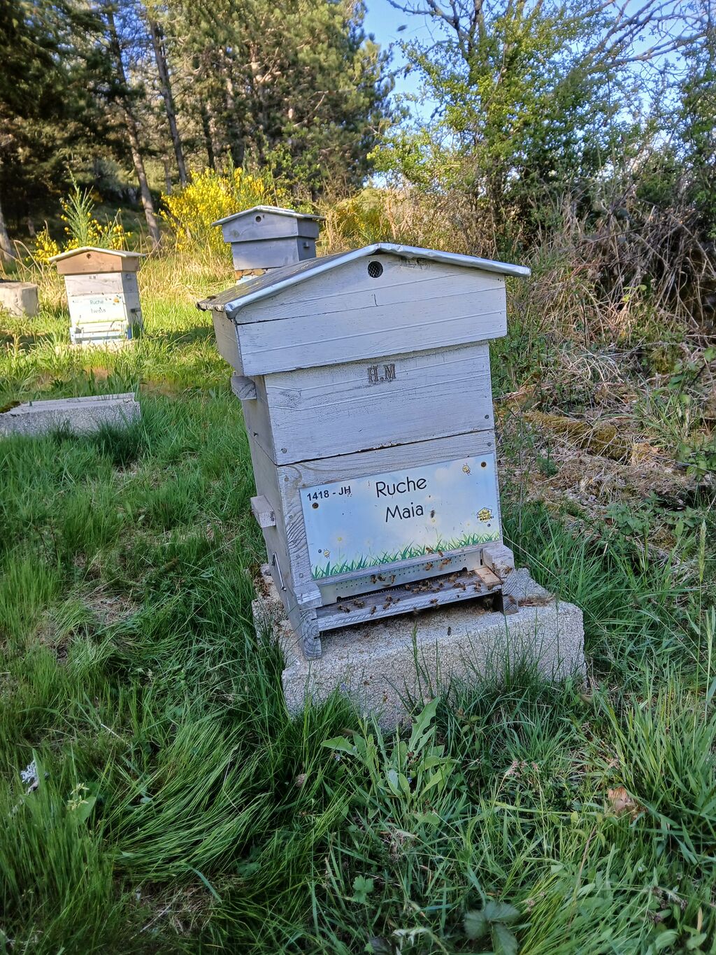 La ruche Maia