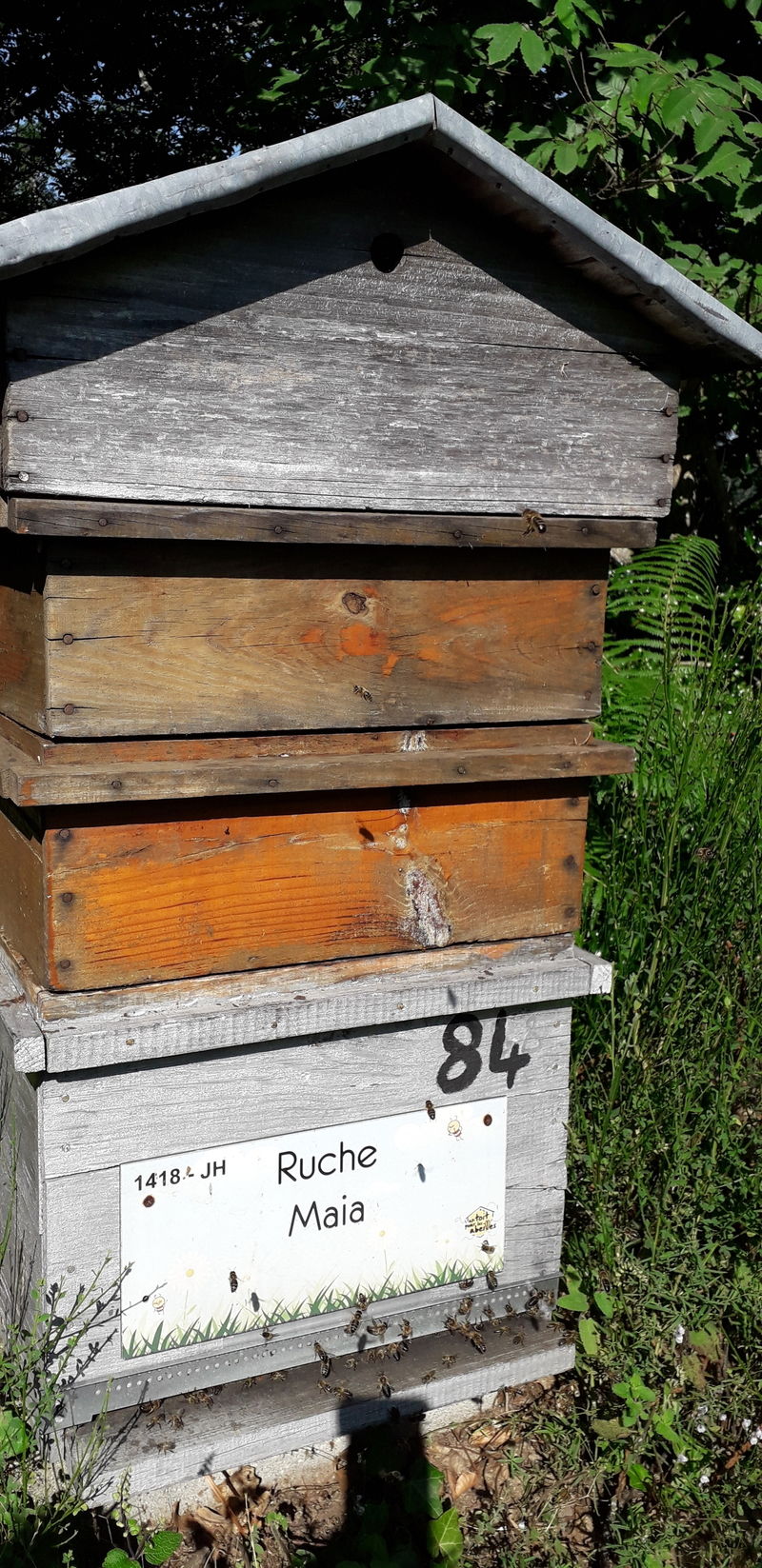 La ruche Maia