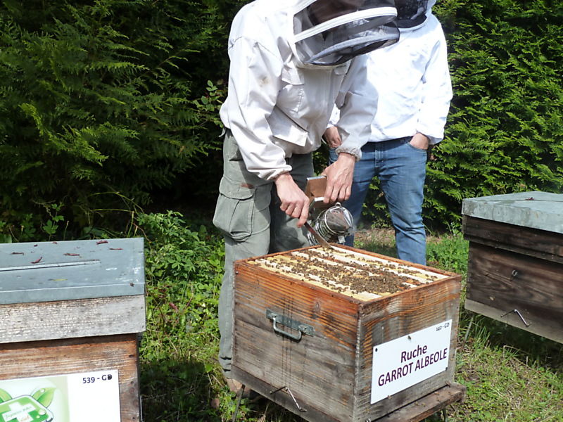 La ruche Garrot albeole