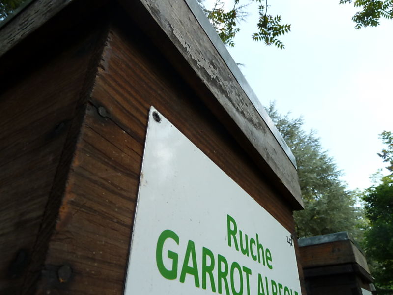La ruche Garrot albeole