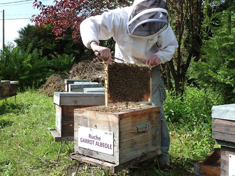 La ruche Garrot albeole