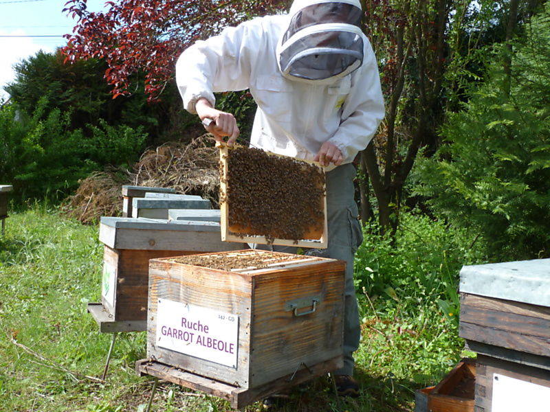 La ruche Garrot albeole