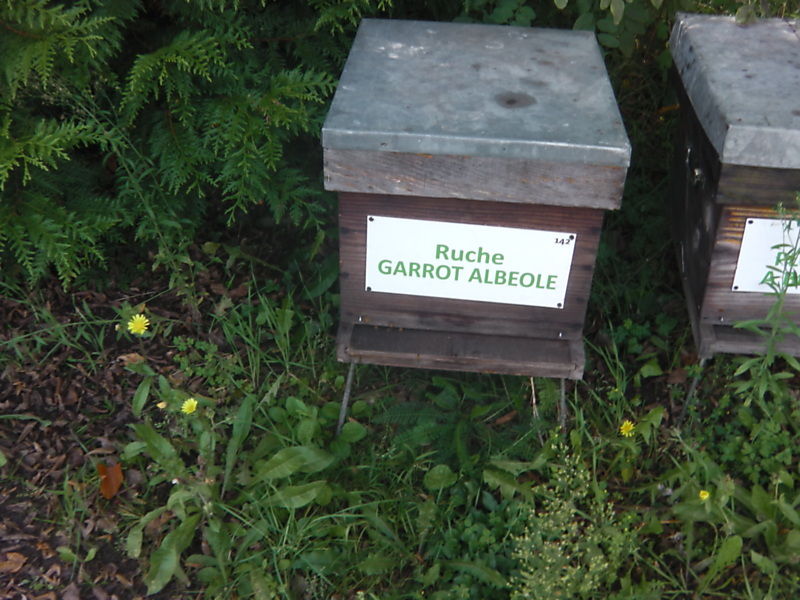 La ruche Garrot albeole