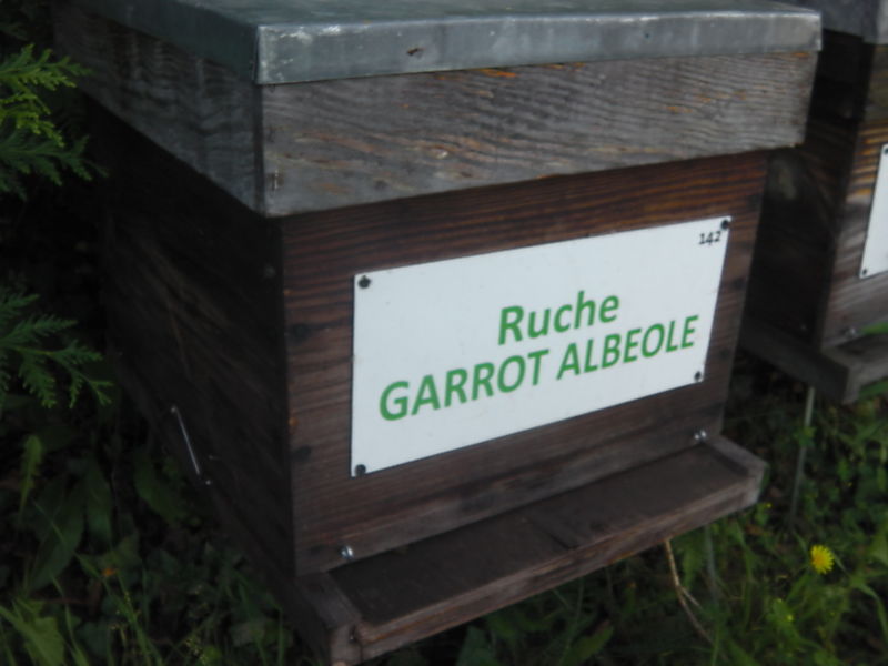 La ruche Garrot albeole
