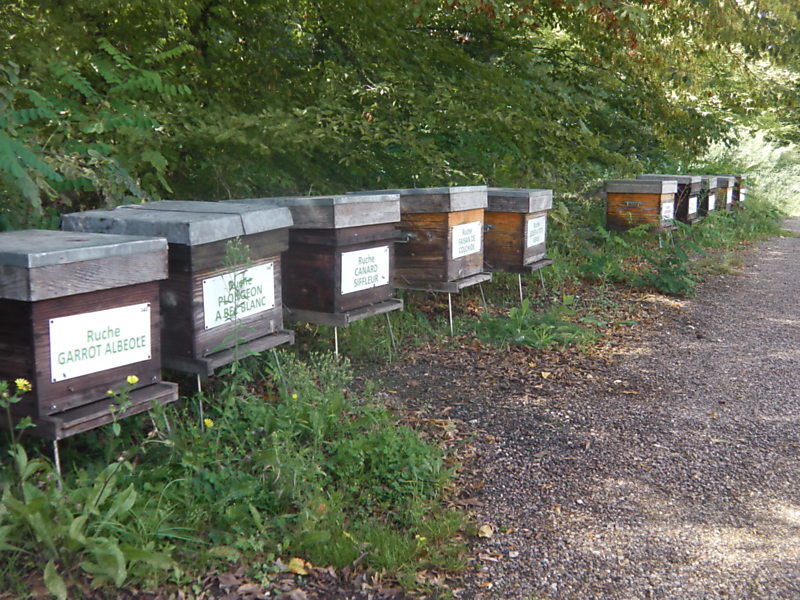 La ruche Garrot albeole