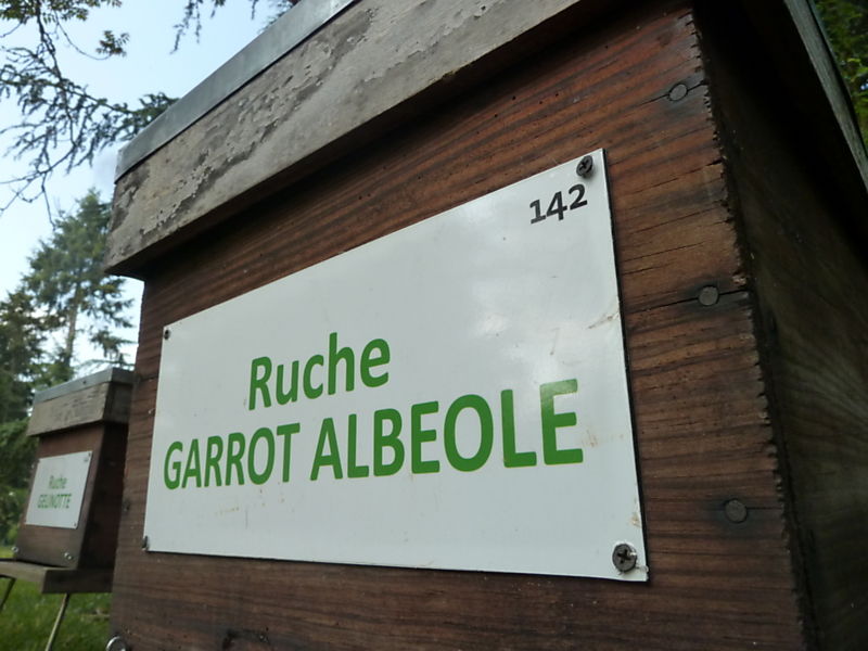 La ruche Garrot albeole