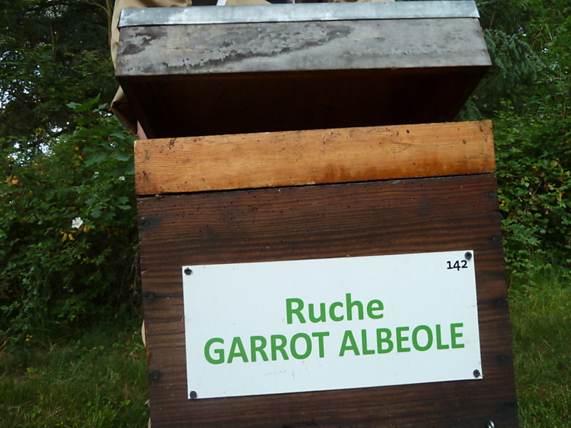 La ruche Garrot albeole