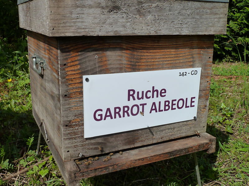 La ruche Garrot albeole