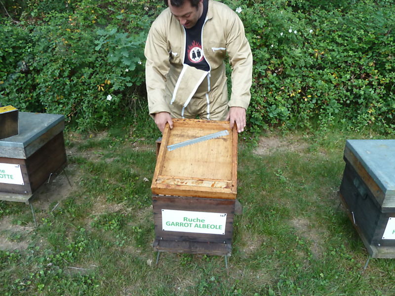 La ruche Garrot albeole