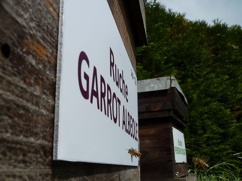 La ruche Garrot albeole