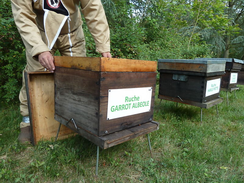 La ruche Garrot albeole