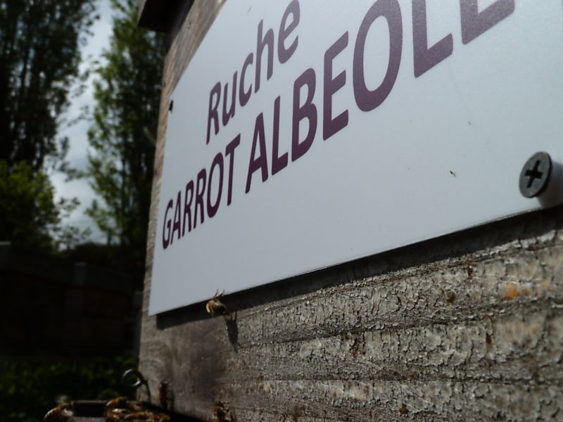 La ruche Garrot albeole