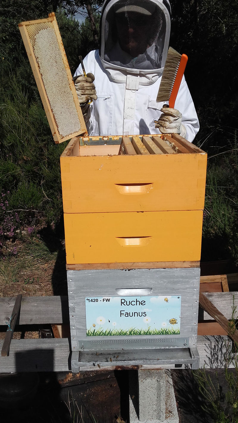 La ruche Faunus
