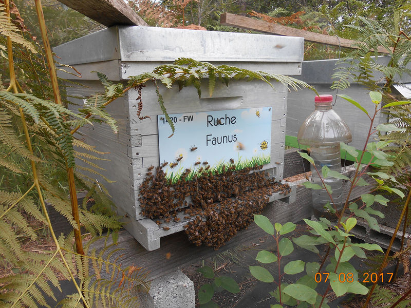 La ruche Faunus
